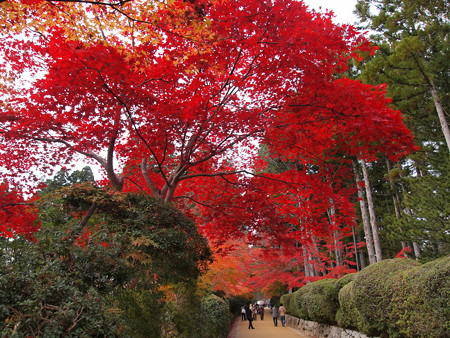 金剛峰寺の紅葉