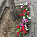 やさしさ～世界に一つだけの花 ～only flower