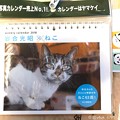 岩合光昭さん週めくりも届いたにゃあ！～ねこカレンダー～毎週悶絶身体がもたない生きる支え(=^ェ^=)