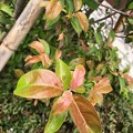 緑→赤→紅葉へ彩り～枯れゆく～autumn in iPhone7Plus キレイだしボケるし♪