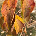 落ちそうな～枯れゆく落ち葉～autumn in iPhone7Plus
