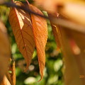Photos: 紅葉の枯葉～autumn in zoom mix