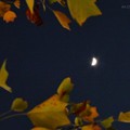 Photos: 紅葉＋三日月＝最高～autumn in leaves moon nights mix