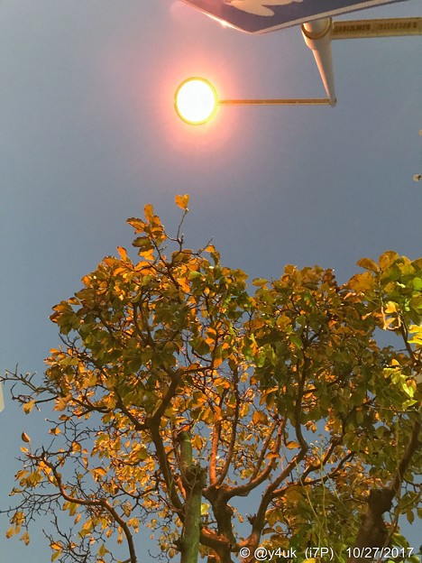 街灯で自然にライトアップ街路樹の紅葉～lightup leaves street