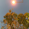 街灯で自然にライトアップ街路樹の紅葉～lightup leaves street
