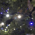 Night Xmas Tree ～夜に輝く青と白～iPhoneでボケ～