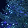 Blue &amp; White Lights Nights Xmas Tree [WB cold edit]