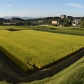 収穫まであと少し！