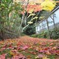 もみじの道