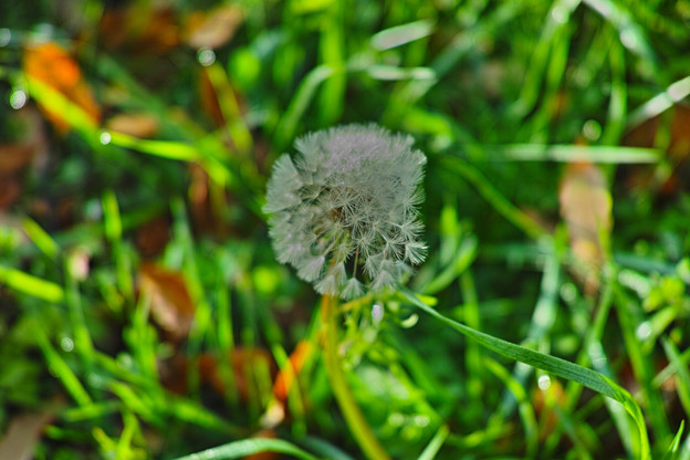 SDIM0267