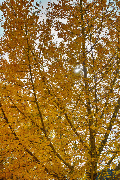 SDIM0370