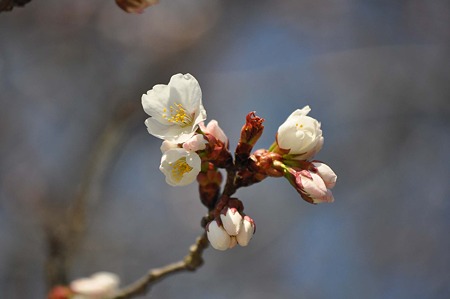 DSC_2623L