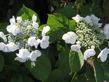 あじさい_white