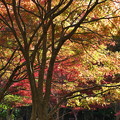 昭和の森の紅葉‐1