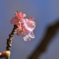 走り咲きの河津桜