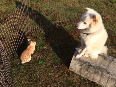 うさぎと犬　2014年秋