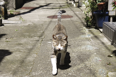 猫(7)