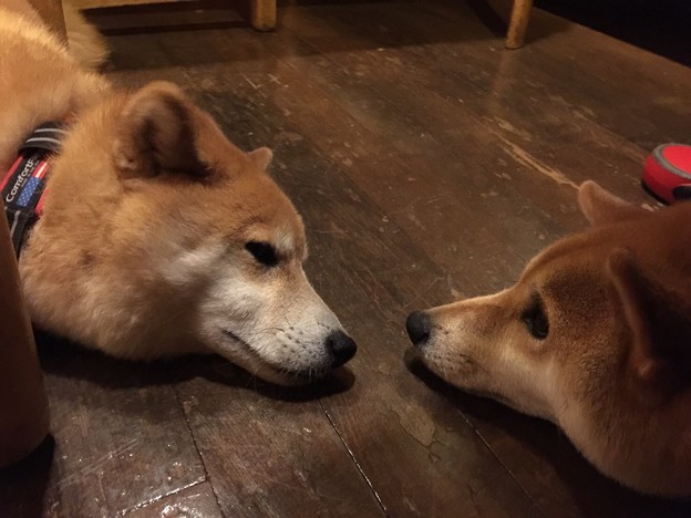 Photos: おあずけ2