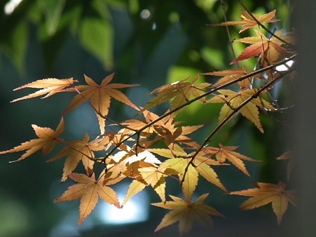 紅葉 189