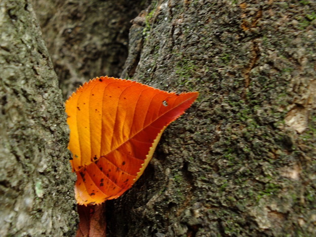 DSCF0256