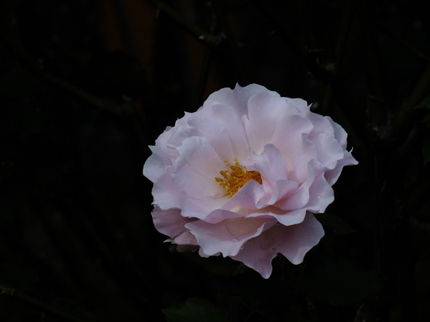 DSCF0284