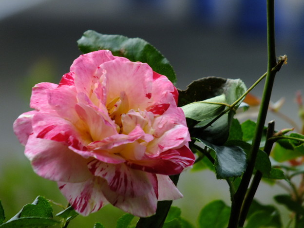 DSCF0289