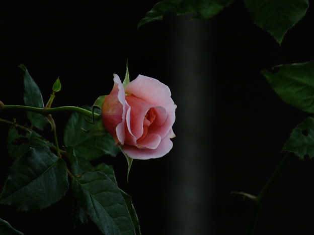 DSCF0321