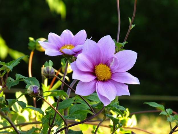 DSCF0616