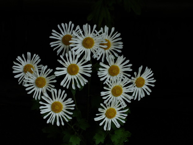DSCF0162