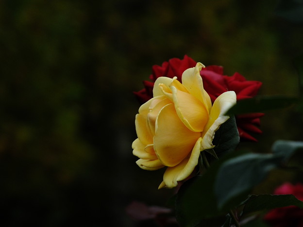 DSCF0289