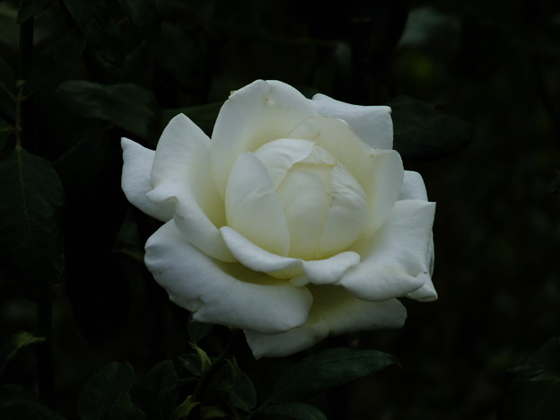 DSCF0294