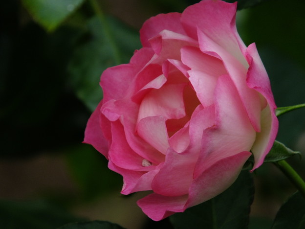 DSCF0334