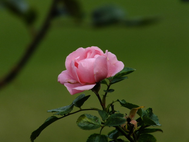 DSCF0386