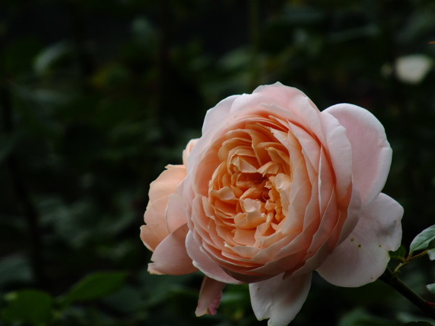 DSCF0435