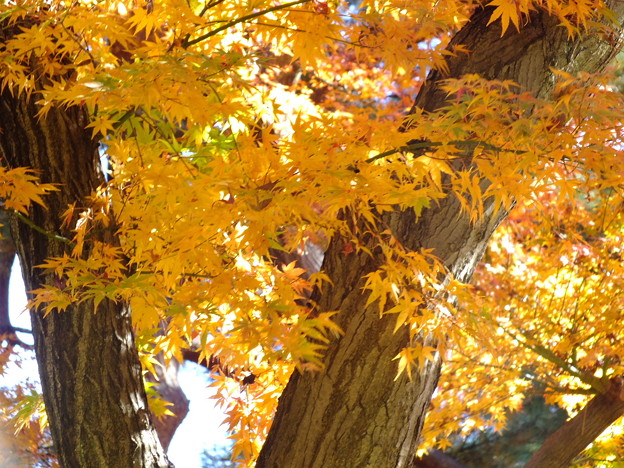 DSCF0038