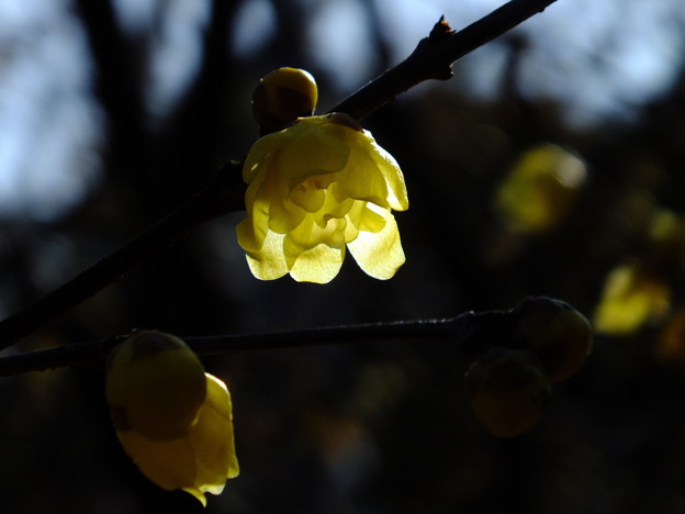 DSCF0110