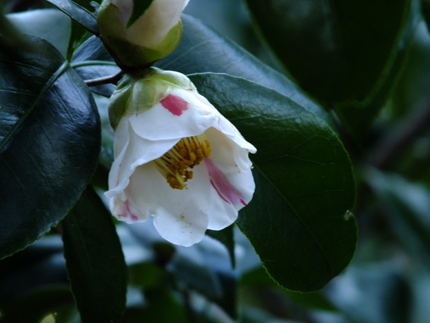 DSCF0174