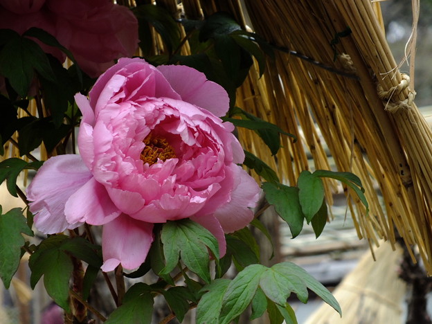 DSCF0087
