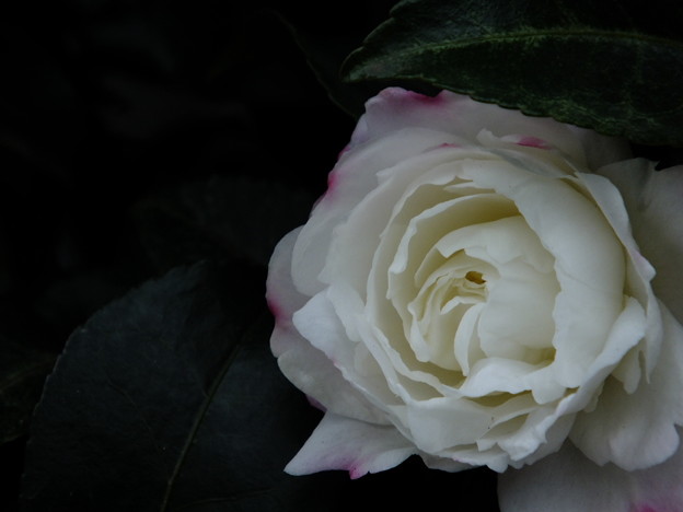 DSCF0247