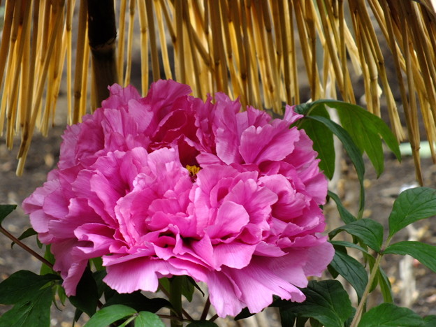 DSCF0281