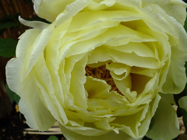 DSCF0203
