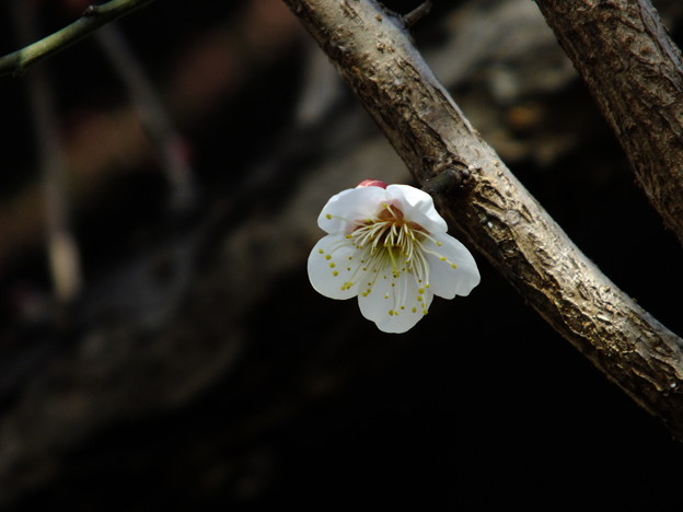 DSCF0014