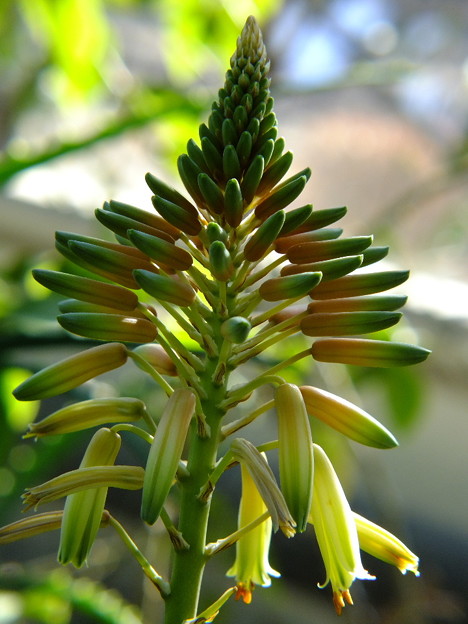 DSCF0041
