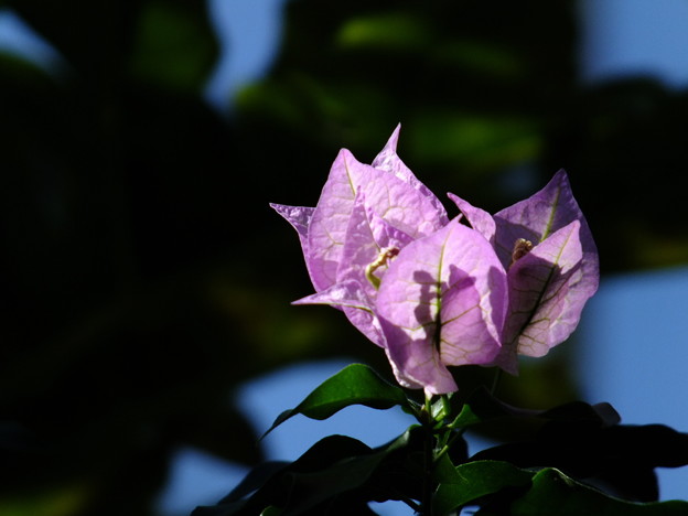 DSCF0045