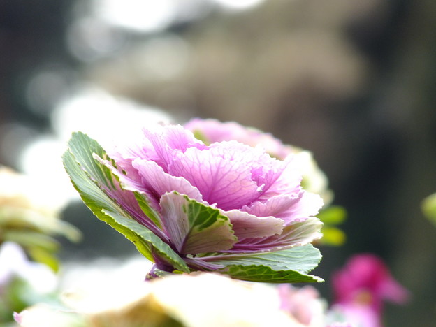 DSCF0364