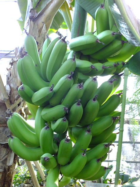 DSCF0110