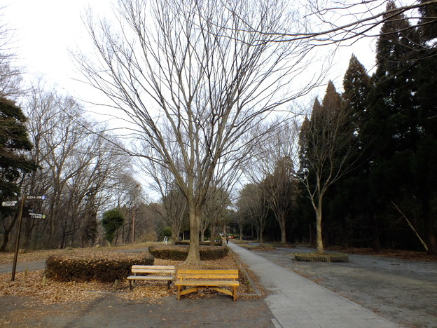 DSCF0381