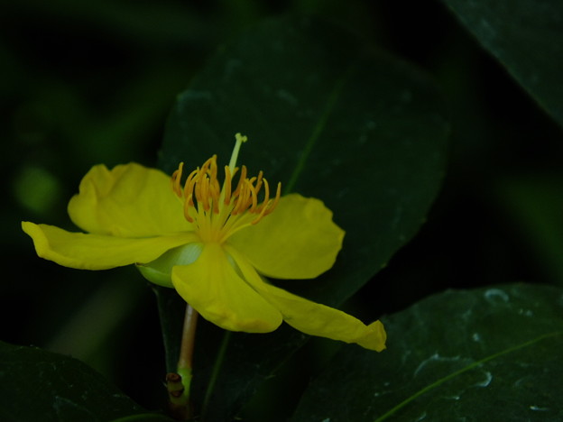 DSCF0038