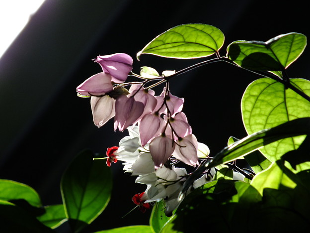 DSCF0054