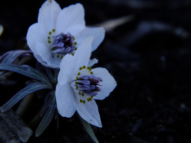 DSCF0320